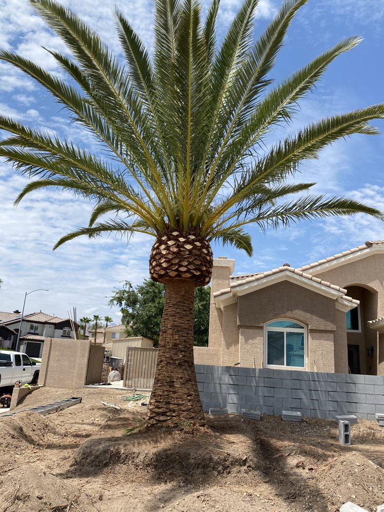 Julio Juarez Tree Trimming - tree service in Las Vegas, NV