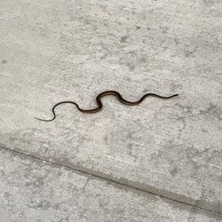 Mattamy Homes - Wells Creek - Little snake on the sidewalk