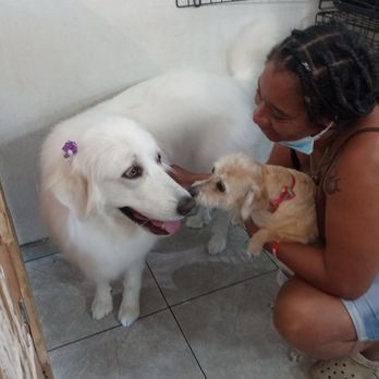 Momo Gs Pet Oasis - Maggie and Poppy all dolled up at MoMoG's dog grooming in 29 Palms. Ca - Pet Groomers Near Me Momo Gs Pet Oasis - Maggie and Poppy all dolled up at MoMoG's dog grooming in 29 Palms. Ca - Pet Groomers Near Me