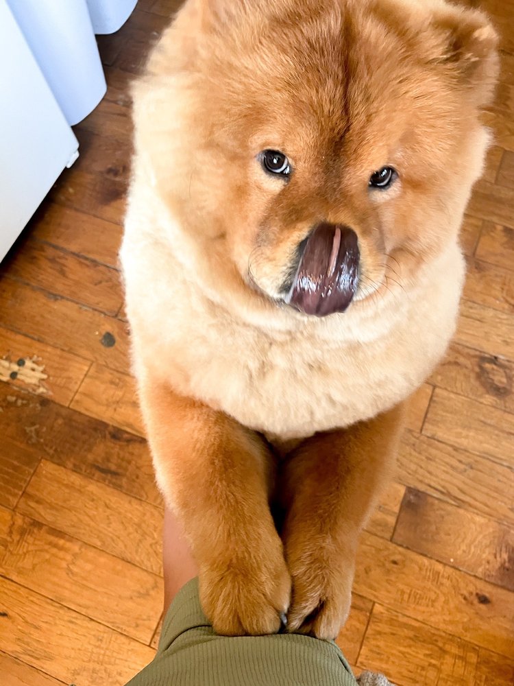 THE FOXY DOG Updated September 2024 17 Photos & 33 Reviews 923 River Rd, Eugene, Oregon