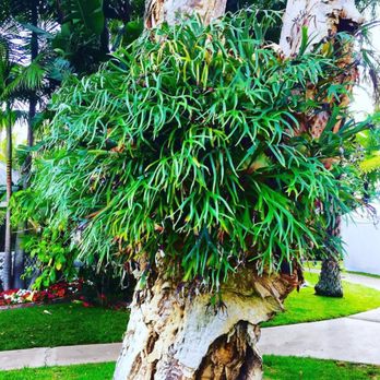 Bahia Resort Hotel - Orchids growing off the trees - San Diego, CA