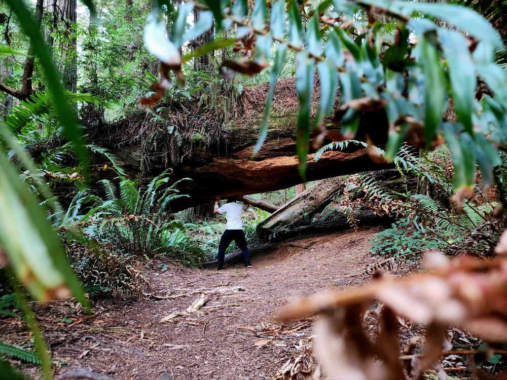 Redwood National and State Parks Logo