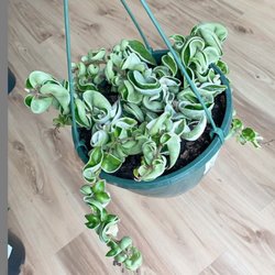 The Little Plant Shop - Huge variegated Hoya Compacta in a 8" hanging basket, 1 available