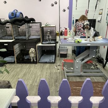 Lisa's Pampered Paws Pet Grooming - Clientele all very cute and camera ready - Pet Groomers Near Me - Reno, Nevada Lisa's Pampered Paws Pet Grooming - Clientele all very cute and camera ready - Pet Groomers Near Me - Reno, Nevada