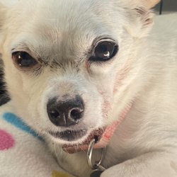 Gunnison Valley Animal Clinic - Rocko, shortly after have 10 teeth extracted!