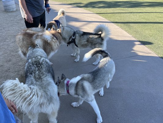 Reed Street Dog Park by null