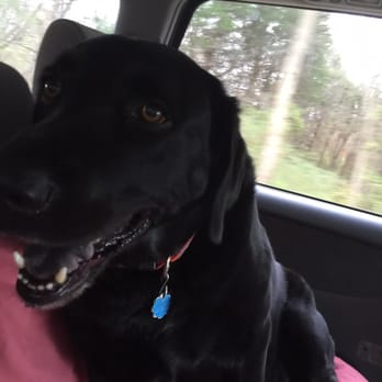 Moo Thru - Moothrue has doggy ice cream our Lab loved it it came with two dog biscuits ya-hoo be back soon! - Ice Cream & Frozen Yogurt Near Me - Remington, Virginia
