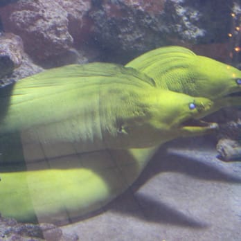 Key West Aquarium - Cool green eels in a tank. - Aquariums Near Me - Key West, Florida Key West Aquarium - Cool green eels in a tank. - Aquariums Near Me - Key West, Florida