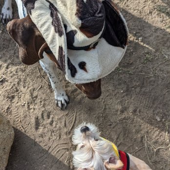 Wiggle Waggle Walk - Community Service/Non-Profit Near Me - Pasadena, California Wiggle Waggle Walk - Community Service/Non-Profit Near Me - Pasadena, California