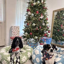 Country Hills Veterinary Clinic