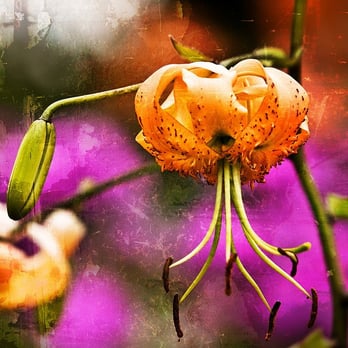 Schoepfle Garden - Tiger Lily - Botanical Gardens Near Me - Florence, Ohio