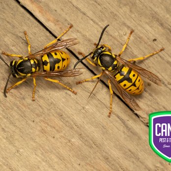 Cantu Pest & Termite - Pest Control Near Me - Cypress, Texas Cantu Pest & Termite - Pest Control Near Me - Cypress, Texas
