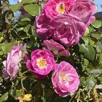 Temple Hill - Roses are currently in bloom - Churches Near Me - Piedmont, California
