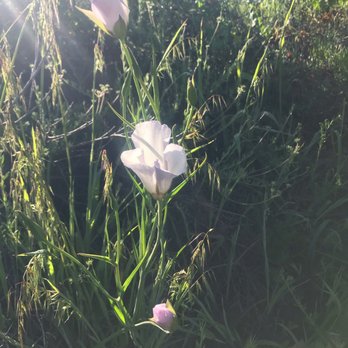 Powder Canyon - And...you guessed it. Flowers. - Hiking Near Me - La Habra Heights, California Powder Canyon - And...you guessed it. Flowers. - Hiking Near Me - La Habra Heights, California