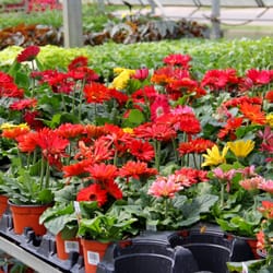 Red Barn Greenhouse - Beautiful potted flowers