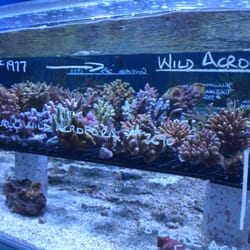 Pure Reef - SPS coral system