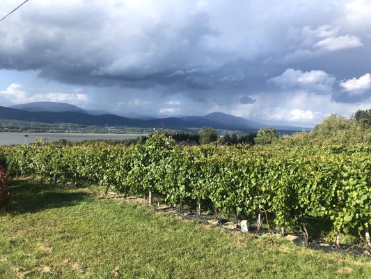 Le Vignoble du Mitan by null