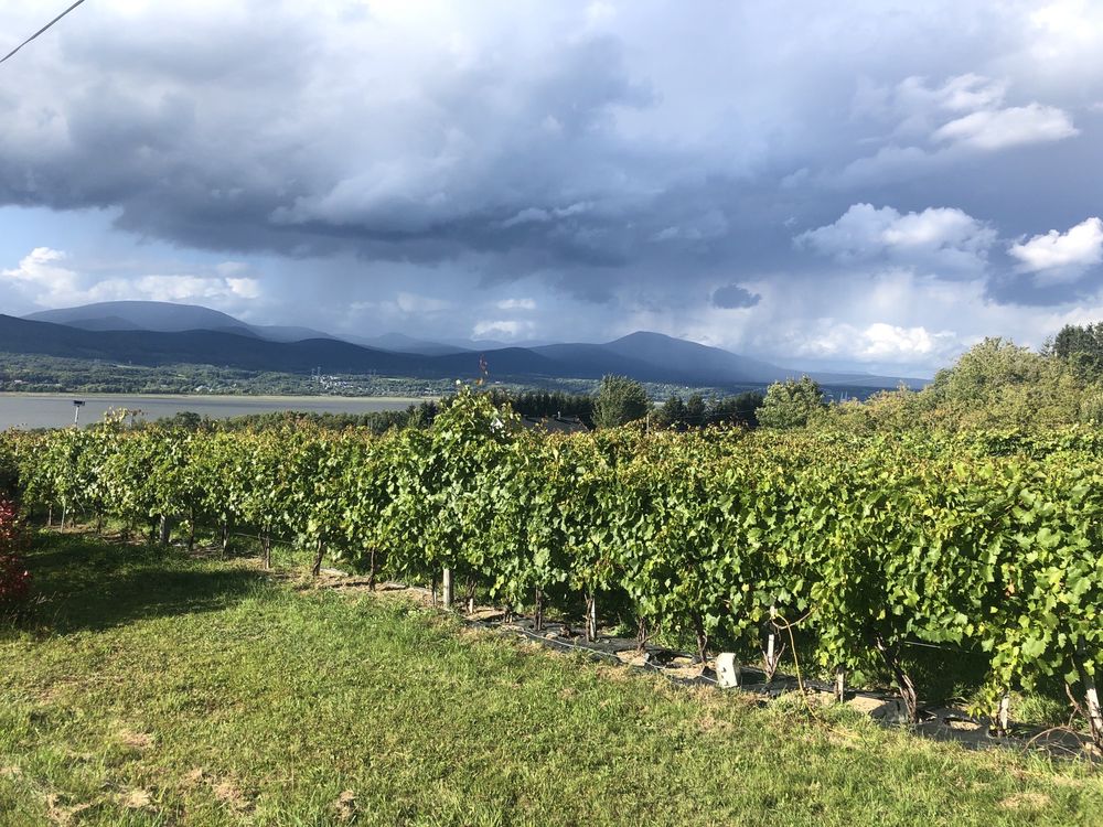 VIGNOBLE DU MITAN Updated June 2024 4034 Chemin Royal, Sainte