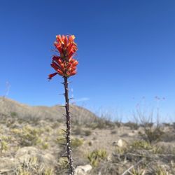 Palisades Canyon Loop