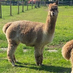 Whispering Pines Alpaca Farm - Beautiful Zephyr Lily