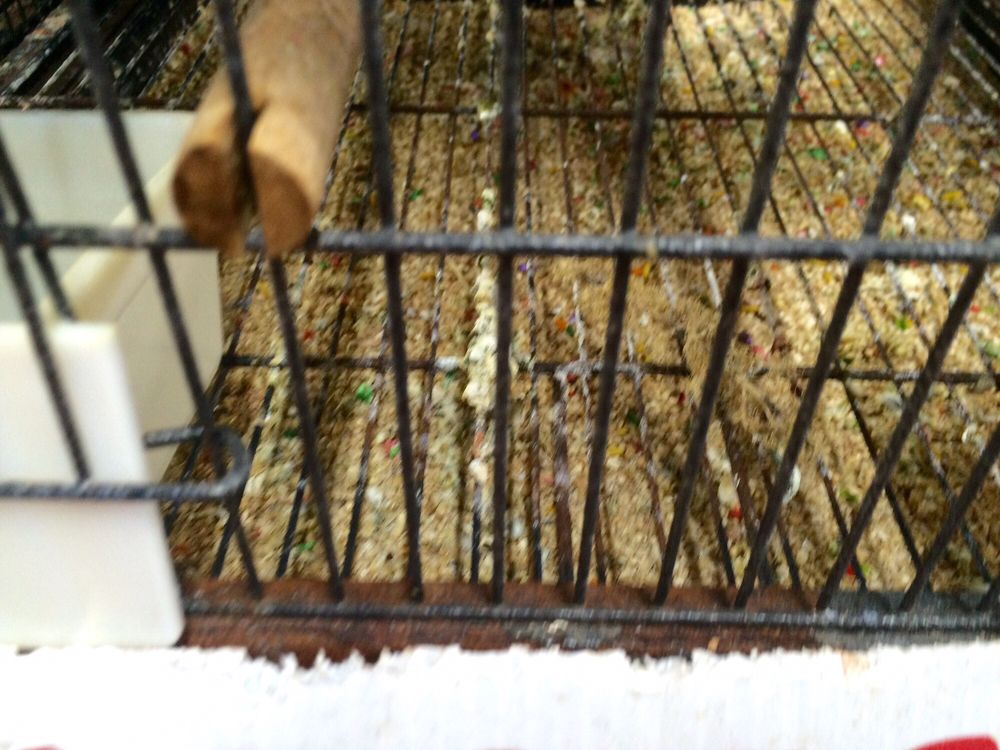 PIPSQUEEKS PETS 17 Photos & 19 Reviews 10654 SE US Hwy 441, Belleview, Florida Pet