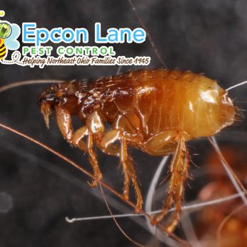 Epcon Lane - Pest Control Near Me - Cleveland, Ohio Epcon Lane - Pest Control Near Me - Cleveland, Ohio