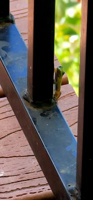 Black Rock Pizza - Captain Cook by null