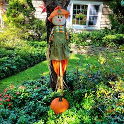 Lidl - Lidl has large pumpkins on sale for $3.99. Bins are outside and inside the store. I purchased 2 beauties!