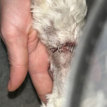 Fairfield Veterinary Hospital - The horrible staples they did, on a bump that no one has ever seen. - Veterinarians Near Me - Richmond, Virginia Fairfield Veterinary Hospital - The horrible staples they did, on a bump that no one has ever seen. - Veterinarians Near Me - Richmond, Virginia