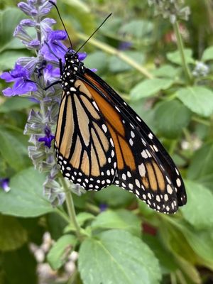 South Texas Botanical Gardens & Nature Center by null