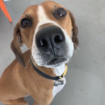 Barx Parx - Pet Training Near Me - Las Vegas, Nevada