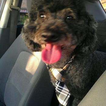 Grooming by Connie - Brutus so happy with his haircut from Connie! - Pet Groomers Near Me - Orange, California