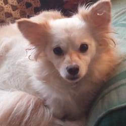 Above & Beyond Pet Services