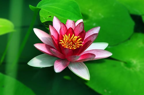 Acupuncture & Eastern Healing Arts