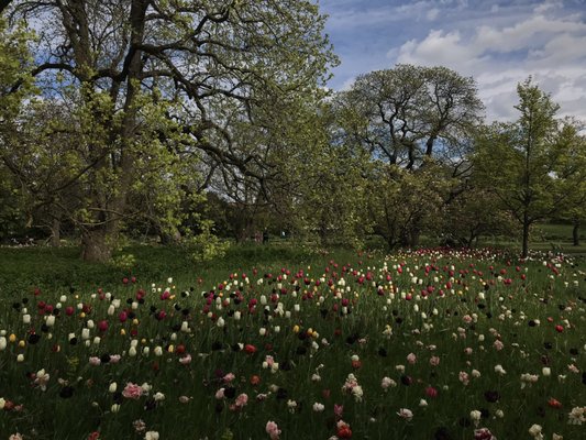 Botaniska trädgården by null