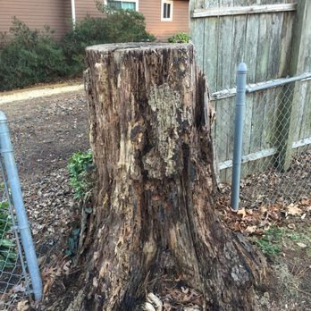 Stump Grinder Company - Tree Services Near Me - Alpharetta, Georgia Stump Grinder Company - Tree Services Near Me - Alpharetta, Georgia