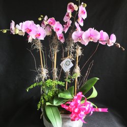 Plants & Flowers
