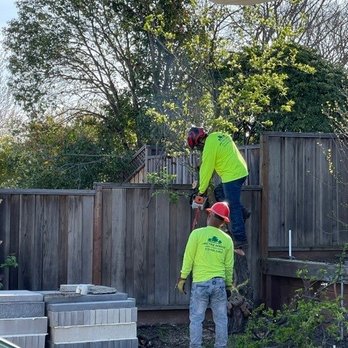JMV Tree Service - Crew getting right to work - Tree Services Near Me - Hayward, California