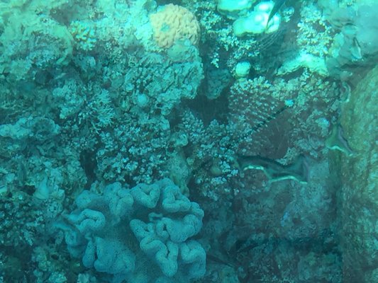 Coral Expeditions - Small Ship Cruising by null