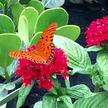 Florida Nursery Mart - Butterflies galore on pentas here! - Landscaping Near Me - Davie, Florida Florida Nursery Mart - Butterflies galore on pentas here! - Landscaping Near Me - Davie, Florida