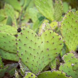 Santa Fe Dam Recreation Area - Heart shaped cactus along the trails in the flood control basin