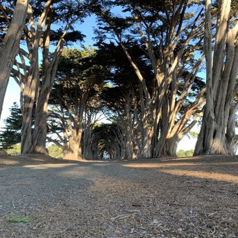Cypress Tree Tunnel - Parks Near Me - Inverness, California Cypress Tree Tunnel - Parks Near Me - Inverness, California