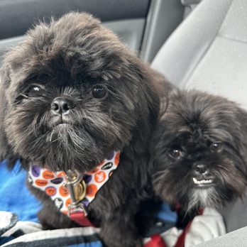 1. Dog's Day Out