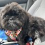 Photo of Dog's Day Out