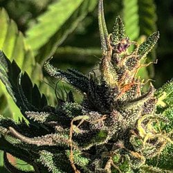East Tennessee Hemp Company - Trichomes on trichomes on trichomes East Tennessee grown by yours Truly!