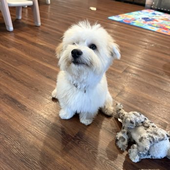 Elite K-9 Group - Puppy - Pet Training Near Me - San Fernando Valley, California Elite K-9 Group - Puppy - Pet Training Near Me - San Fernando Valley, California