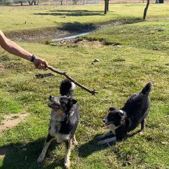 Fletcher Farms - Lots of space for fetch - Pet Boarding Near Me Fletcher Farms - Lots of space for fetch - Pet Boarding Near Me
