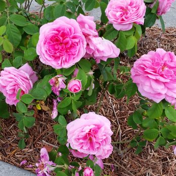 Michael A Nguyen DDS MS - Dr. Michael Nguyen's beautiful roses at his lab. - Periodontists Near Me - Los Altos, California