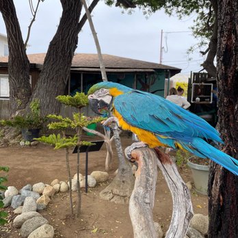 Free Flight - Animal Shelters Near Me - Del Mar, California
