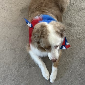The Pampered Pooch - My boi after visit to groomers (The Pampered Pooch) - Pet Groomers Near Me - Palmdale, California The Pampered Pooch - My boi after visit to groomers (The Pampered Pooch) - Pet Groomers Near Me - Palmdale, California